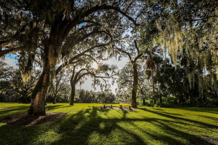 spanish moss on trees