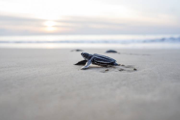 baby sea turtle on beach