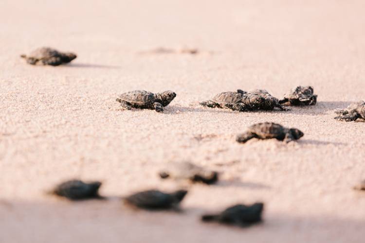 Turtles making their way to the ocean