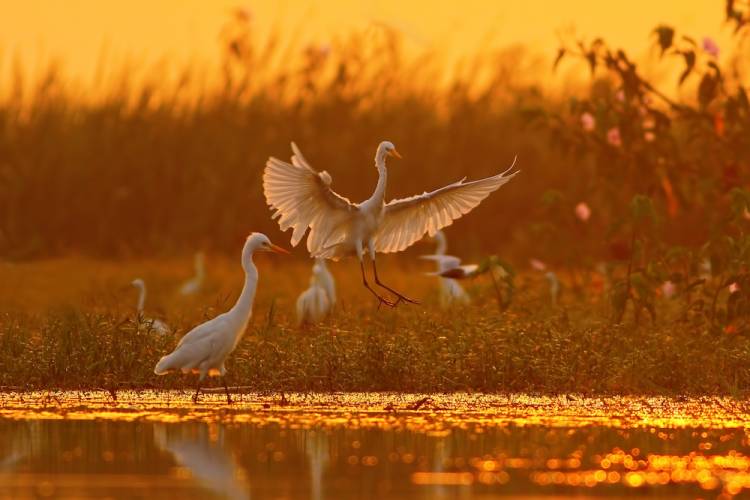egret on water