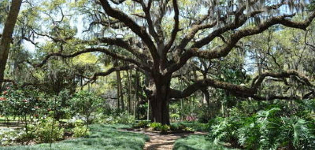 State Park Washington Oaks Florida