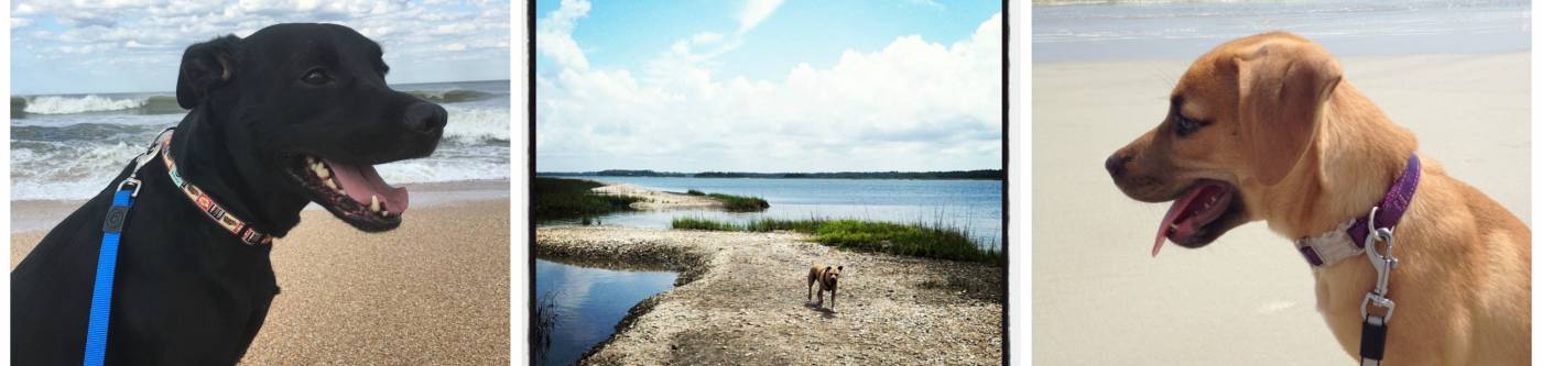 three pictures of dogs at the beach black lab on the left and a light brown colored dog on the right